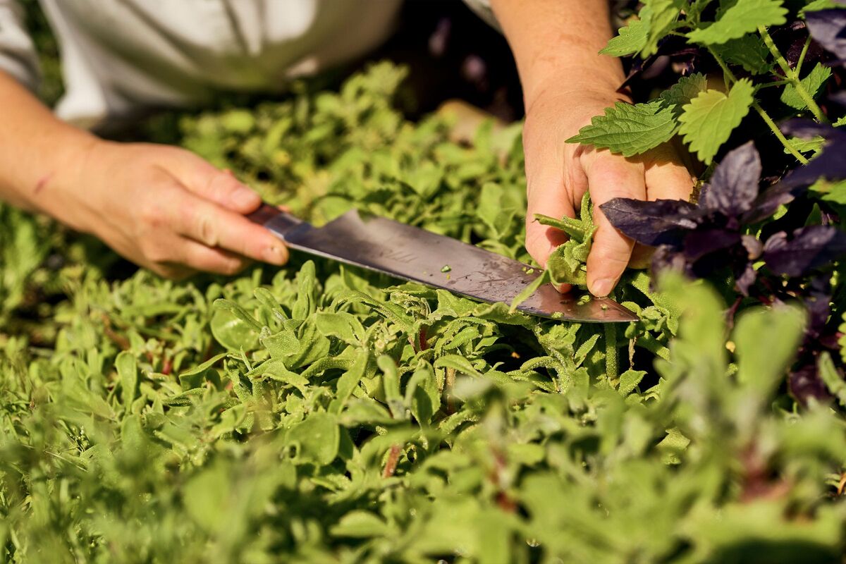 Regionale und nachhaltige Küche mit Zutaten aus dem eigenen Garten
