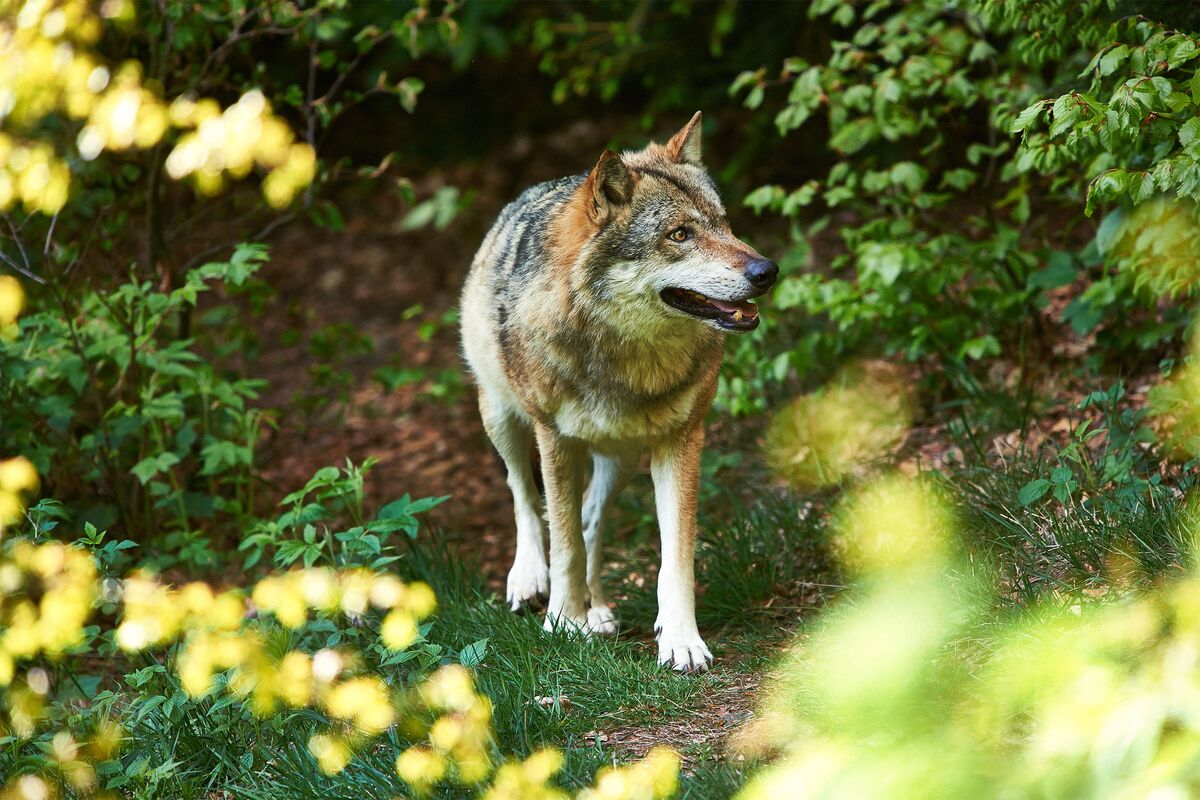Ausflugsziel: Jagd, Land, Fluss – Museum im Schloss Wolfstein