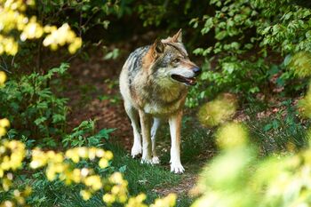 Ausflugsziel: Jagd, Land, Fluss – Museum im Schloss Wolfstein