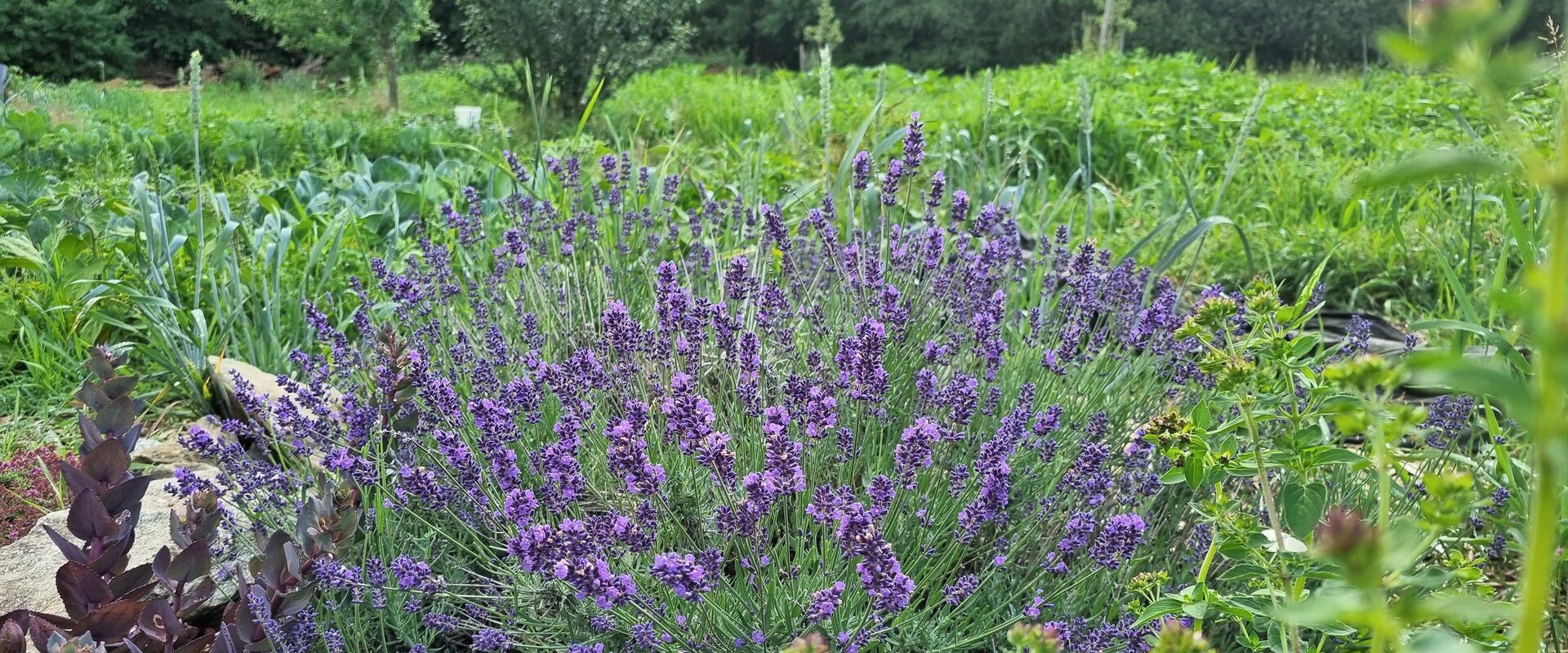 Lavendelfeld