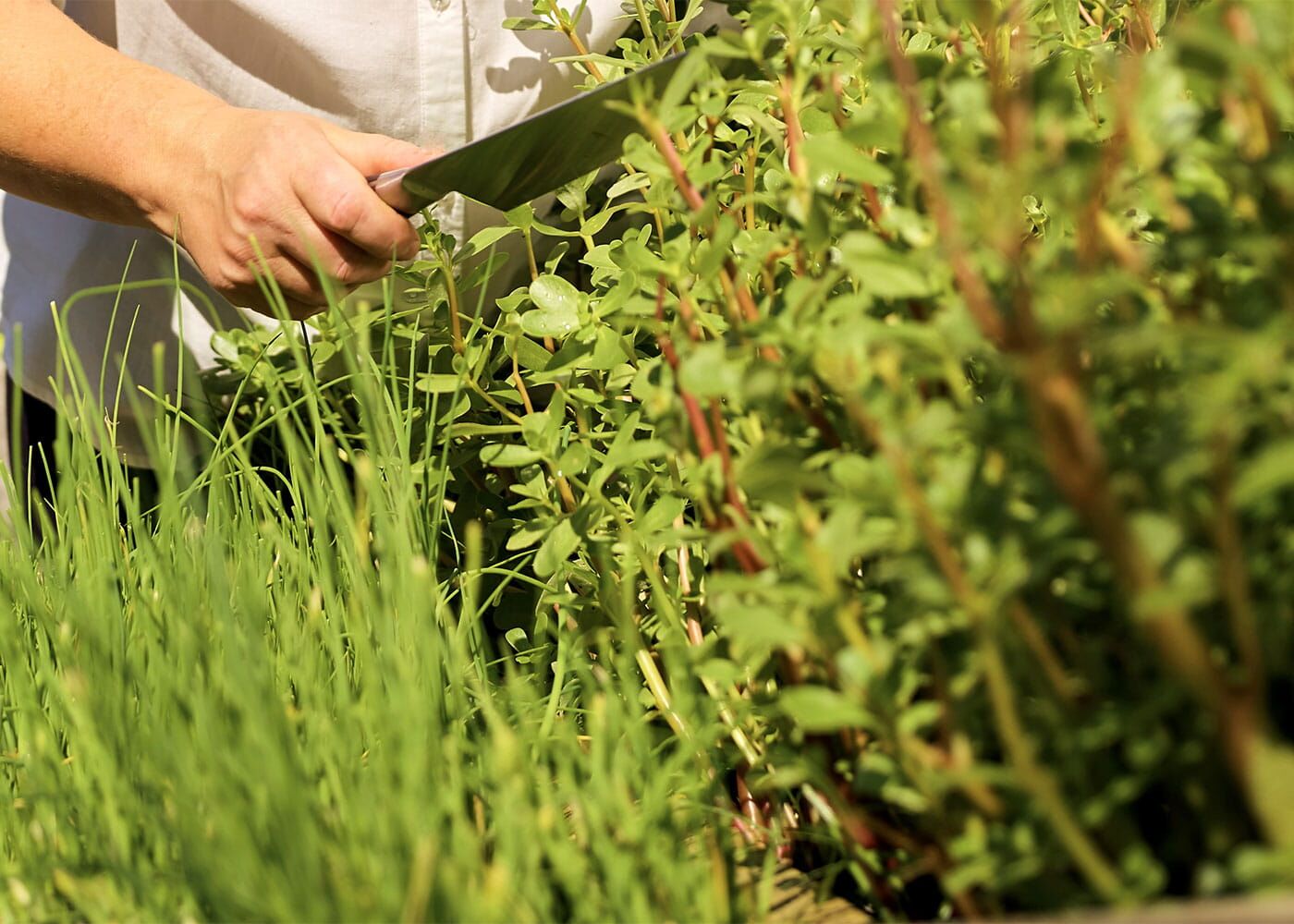 Frischkäsecreme mit Wildkräutern und Sprossen