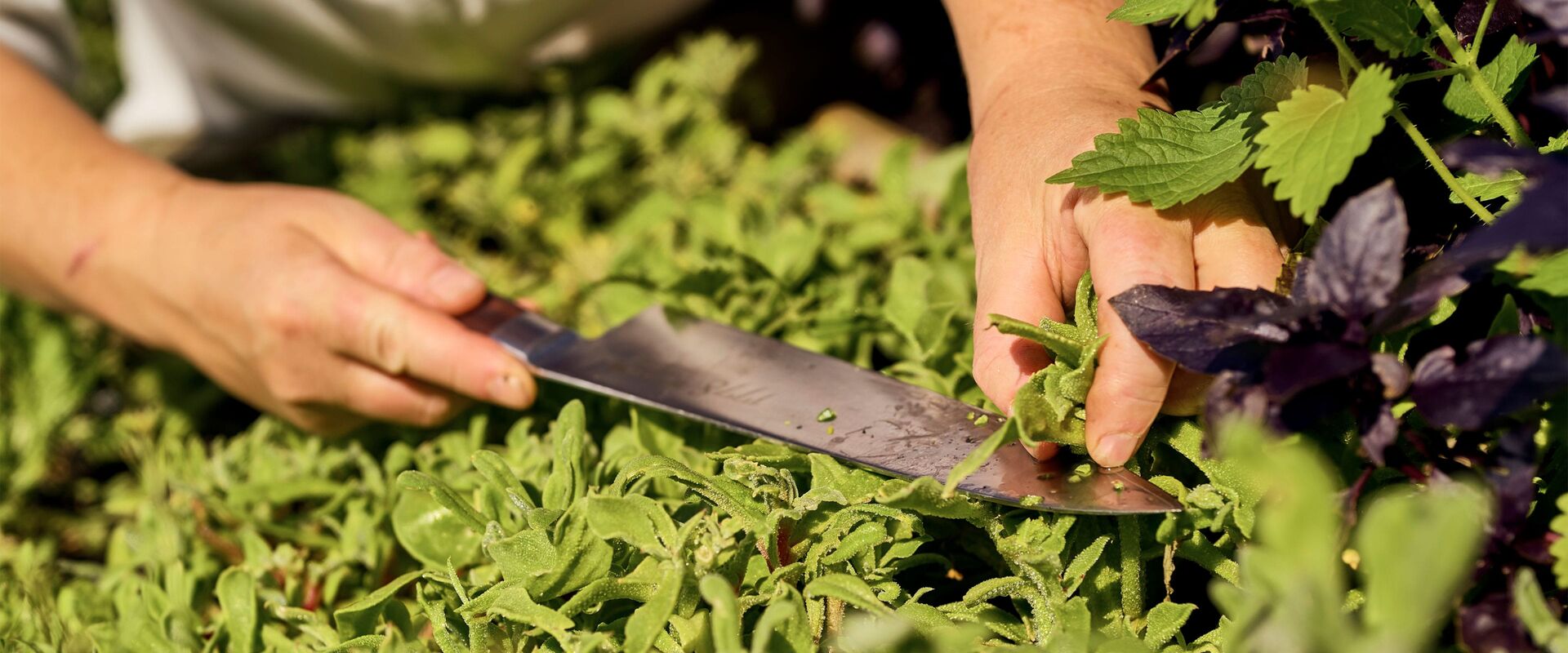 Sigrid Kamms Kräutertipps und Rezepte